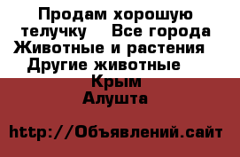 Продам хорошую телучку. - Все города Животные и растения » Другие животные   . Крым,Алушта